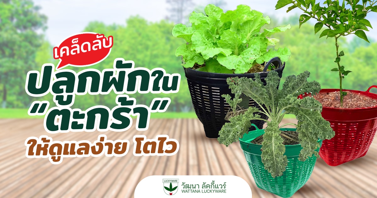 ตะกร้าปลูกต้นไม้