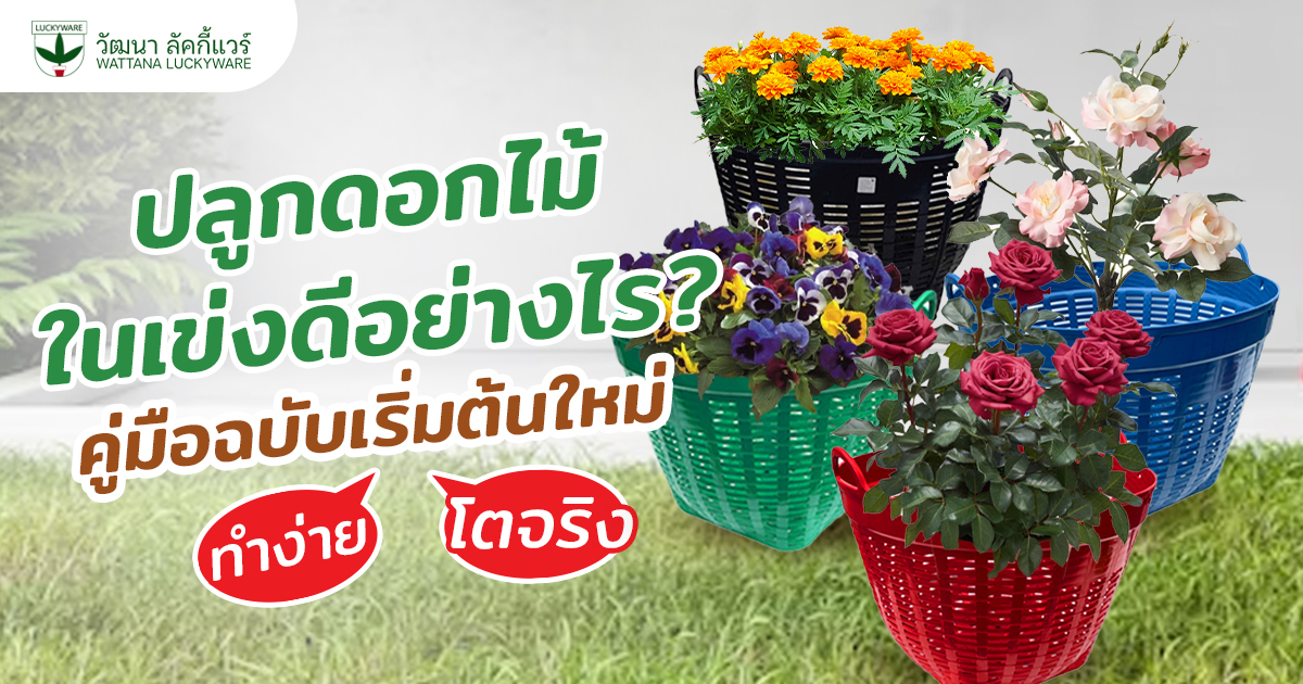 ปลูกดอกไม้ในเข่ง