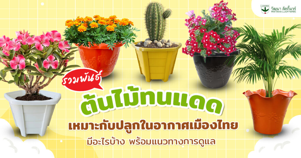 ต้นไม้ทนแดด