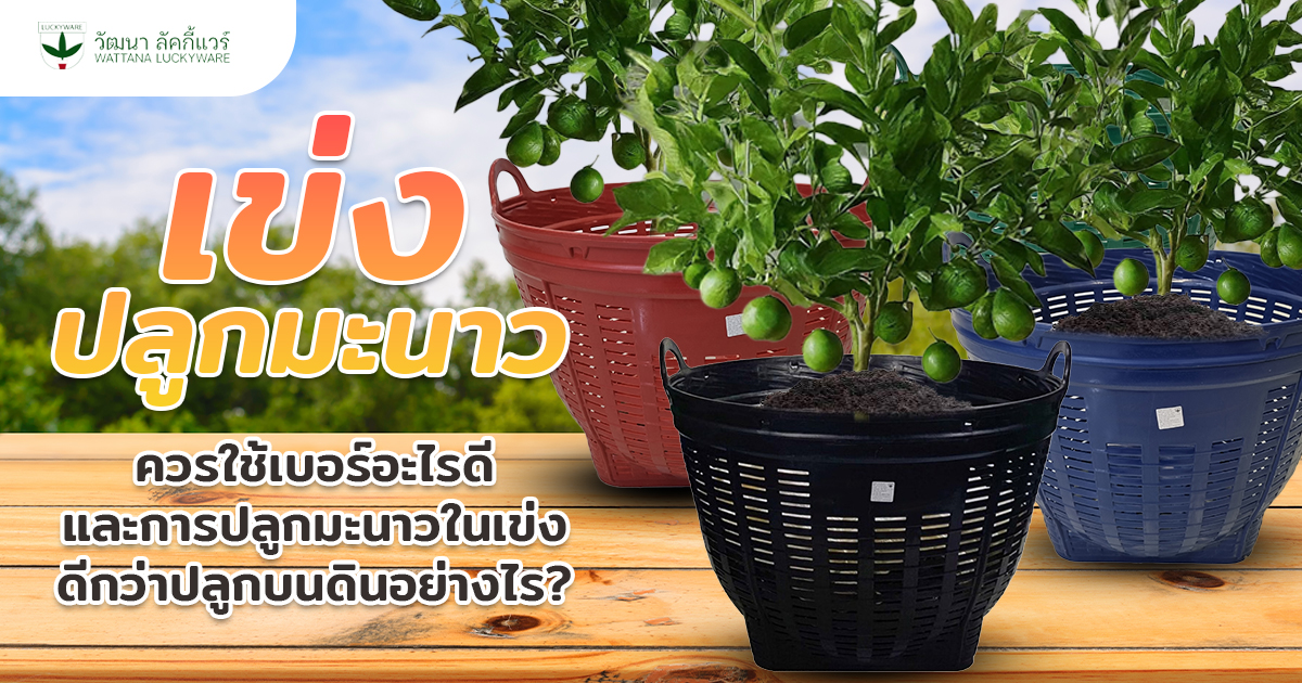 เข่งปลูกมะนาว ปลูกมะนาวในเข่ง