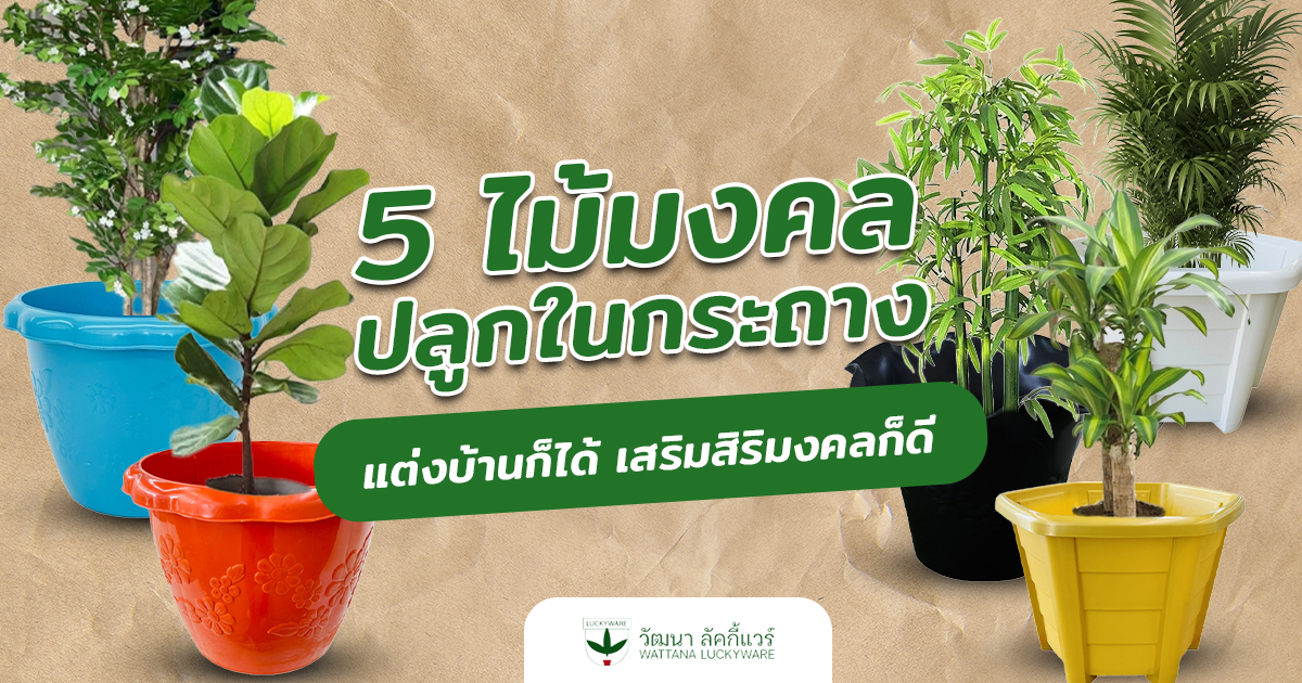 ต้นไม้มงคล ปลูกในกระถาง