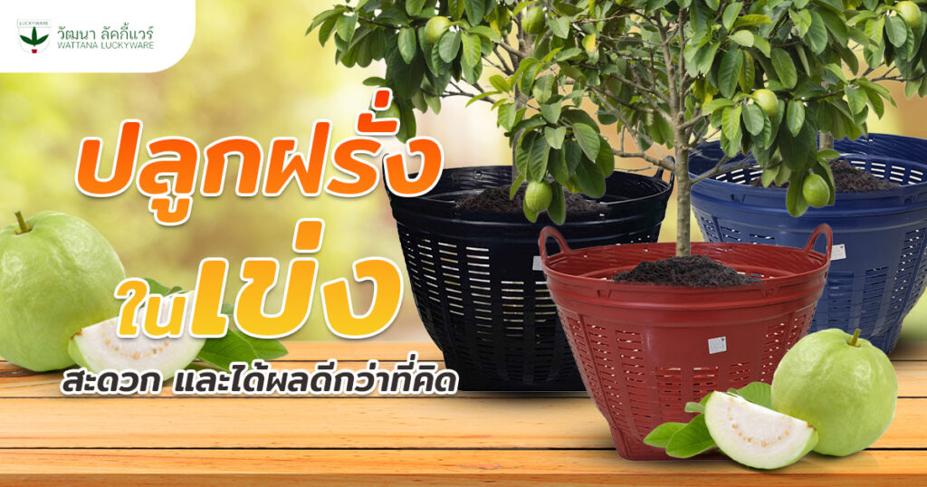 เข่งปลูกฝรั่ง ปลูกฝรั่งในเข่ง