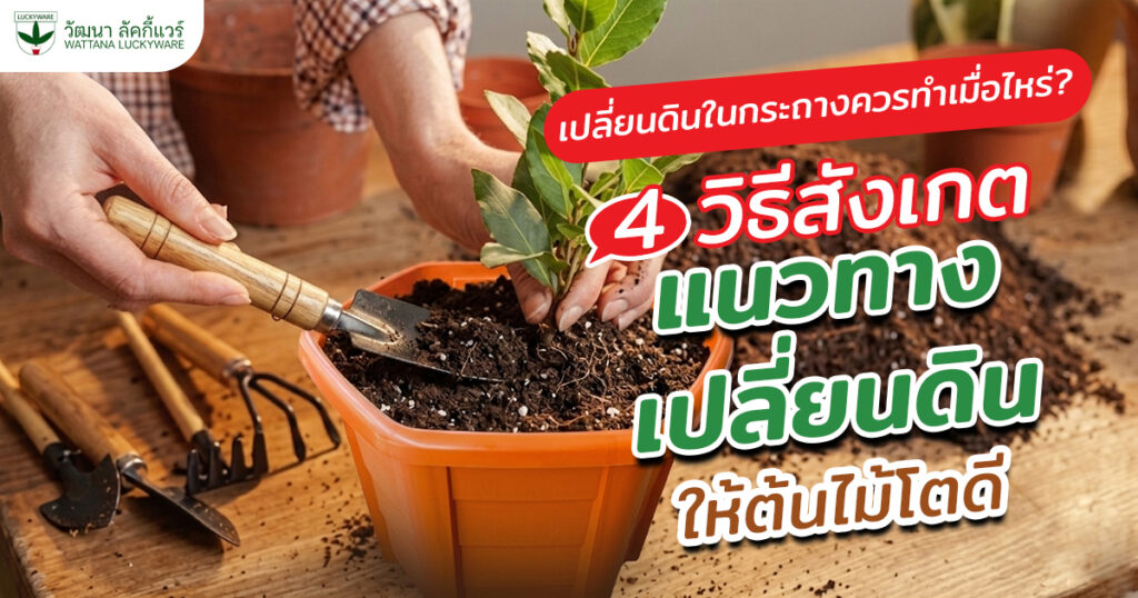 เปลี่ยนดินในกระถาง
