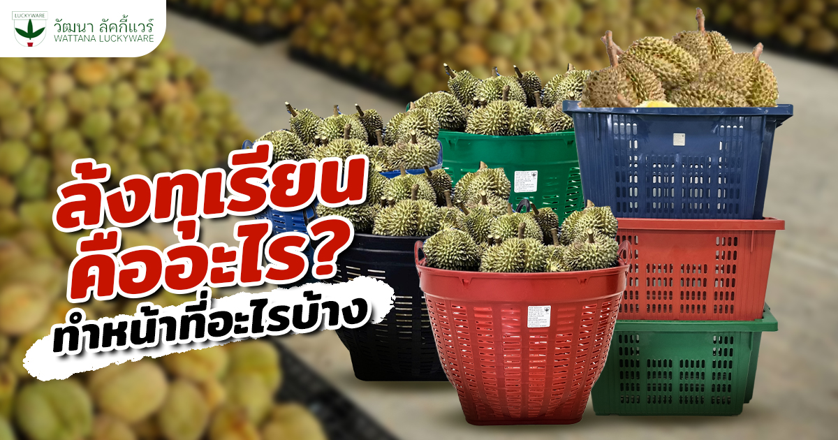 ล้งทุเรียน คืออะไร ทำหน้าที่อะไร
