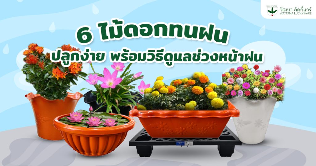 ไม้ดอกทนฝน