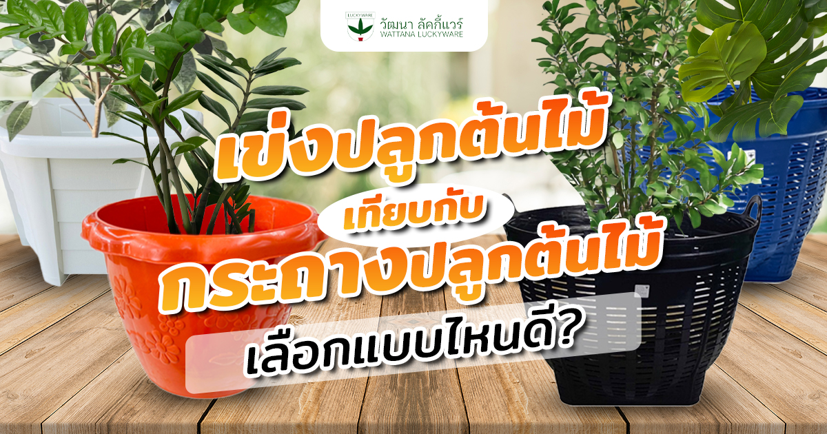 เข่งปลูกต้นไม้ เปรียบเทียบ กระถางปลูกต้นไม้